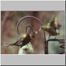 Carduelis spinus - Erlenzeisig m03.jpg